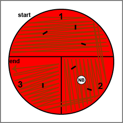 Illustration showing how to place a Taxo NB (novobiocin) disk on your blood agar plate.